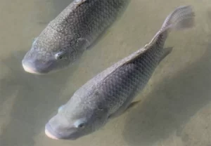 ProduÃÂ§ÃÂ£o da TilÃÂ¡pia no Tocantins deve movimentar mais de R$ 1,4 bilhÃÂ£o