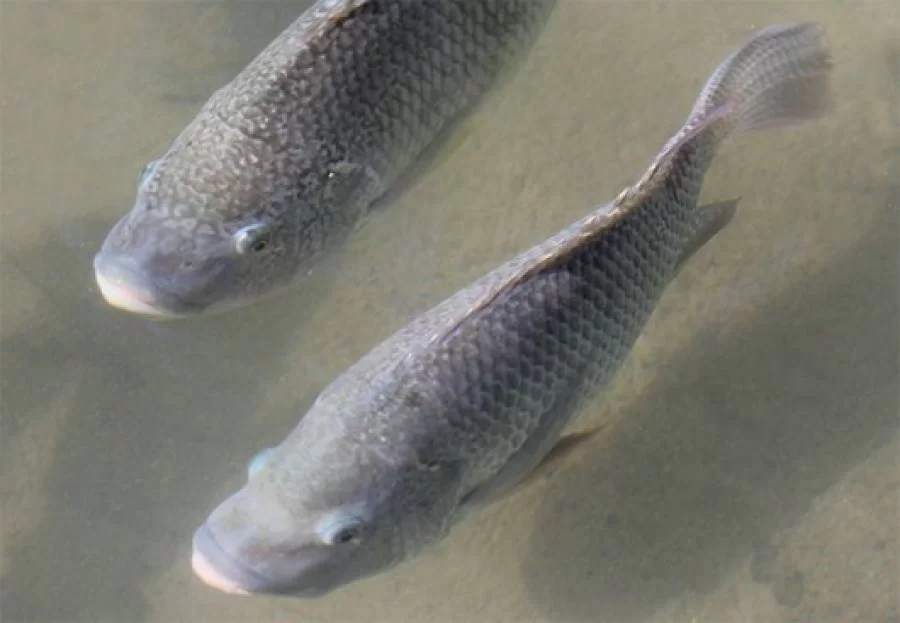 ProduÃÂ§ÃÂ£o da TilÃÂ¡pia no Tocantins deve movimentar mais de R$ 1,4 bilhÃÂ£o