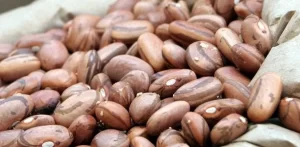 ProduÃÂ§ÃÂ£o de feijÃÂ£o deve aumentar cerca de 60% na 2Ãª safra do TO, diz CONAB