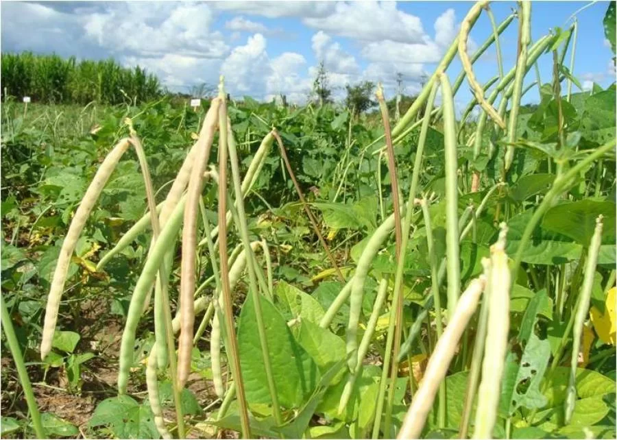 Produtos como feijÃÂ£o caupi, babaÃÂ§u, aÃÂ§aÃÂ­ e mel recebem da Conab maior bÃÂ´nus do PGPAF