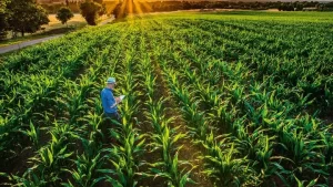 PreÃÂ§o do milho no mercado interno tende a subir com expectativa de alta na demanda externa