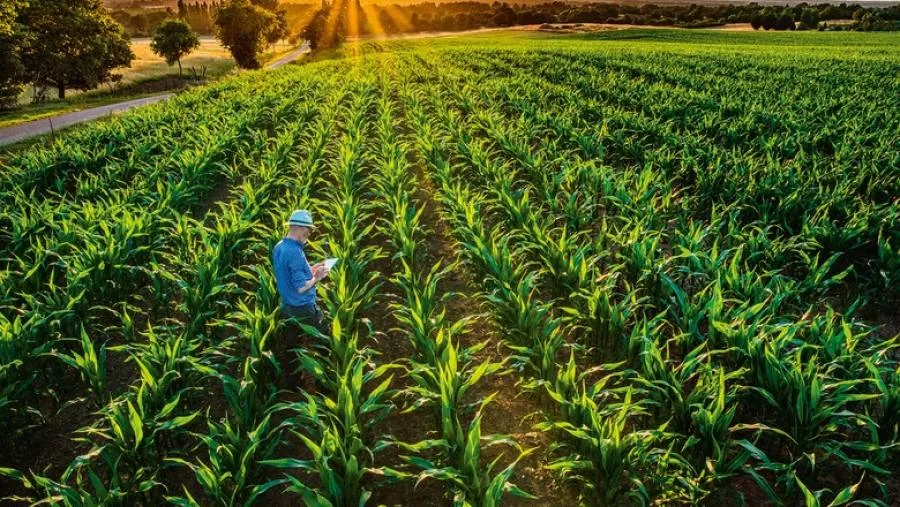 PreÃÂ§o do milho no mercado interno tende a subir com expectativa de alta na demanda externa
