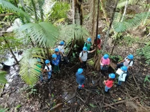 Em MarajÃÂ³, PNUD difunde prÃÂ¡ticas sustentÃÂ¡veis de extraÃÂ§ÃÂ£o e manejo do aÃÂ§aÃÂ­