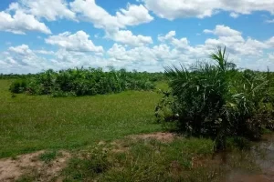 MP denuncia empresÃÂ¡rios rurais por desmatarem mais de 1,5 mil hectares em reservas naturais