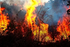 Estado decreta risco de desastre ambiental em 11 municÃÂ­pios do Tocantins