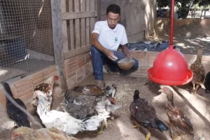 Curso de Manejo de Frango de Corte realizado pelo SENAR melhora renda de produtor em Almas