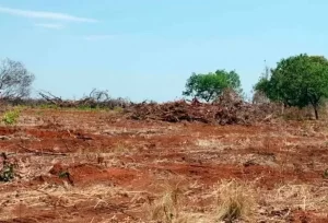 Mais de 500 pedidos de desmatamento sÃÂ£o autorizados pelo Governo do TO