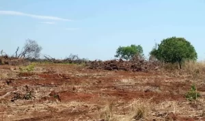 MP investiga autorizaÃÂ§ÃÂµes de desmatamento emitidas pelo Naturatins