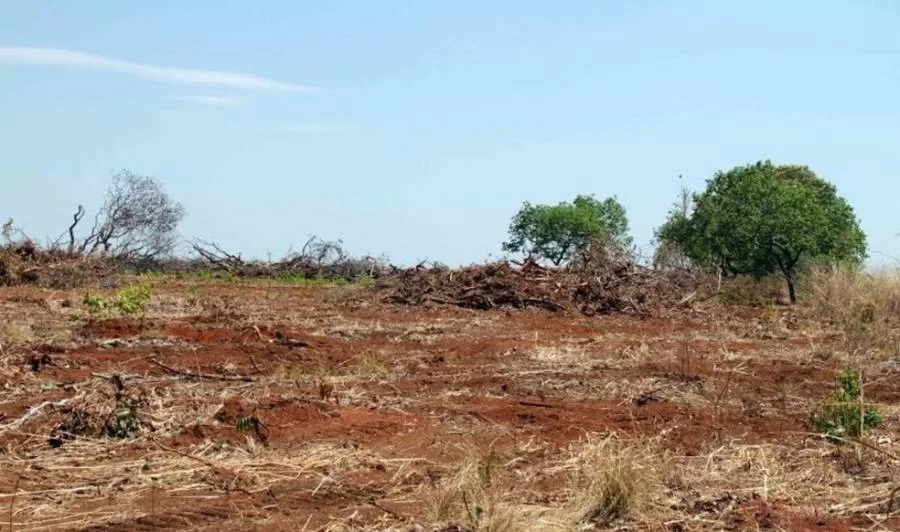 MP investiga autorizaÃÂ§ÃÂµes de desmatamento emitidas pelo Naturatins