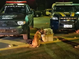 PRF e PM interceptam 10 quilos de maconha despachados em ÃÂ´nibus