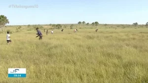 Trabalhadoras denunciam furto de capim dourado em plantaÃÂ§ÃÂµes do JalapÃÂ£o