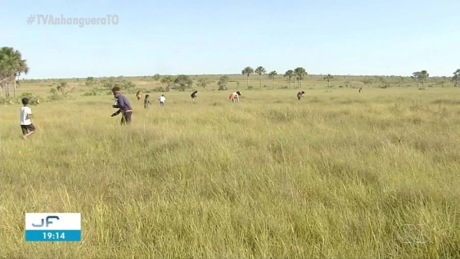 Trabalhadoras denunciam furto de capim dourado em plantaÃÂ§ÃÂµes do JalapÃÂ£o