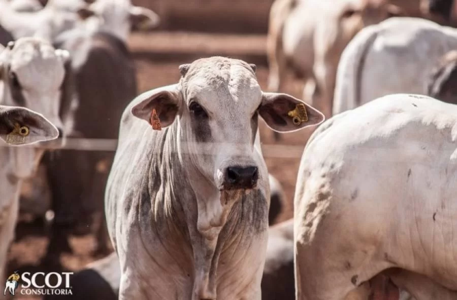 Pesquisa revela evoluÃÂ§ÃÂ£o no abate de bovinos brasileiros, diz IBGE