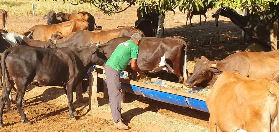 De 30 litros a 120 litros por dia: Produtor comemora resultados apÃÂ³s ATEG do SENAR