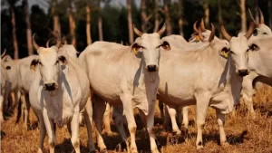 Demanda e oferta equilibradas no mercado do boi gordo