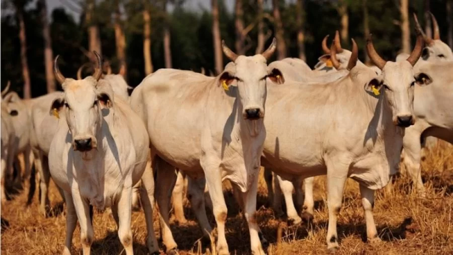 Demanda e oferta equilibradas no mercado do boi gordo