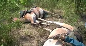 Cabo de alta tensÃÂ£o caÃÂ­do em pasto de fazenda causa morte de dois vaqueiros no ParÃÂ¡