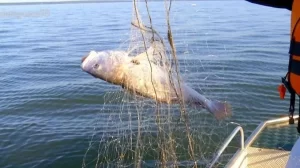 Piracema comeÃÂ§a nesta sexta e conta com parceria de ÃÂ³rgÃÂ£os fiscalizadores