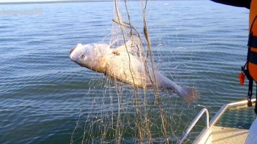 Piracema comeÃÂ§a nesta sexta e conta com parceria de ÃÂ³rgÃÂ£os fiscalizadores