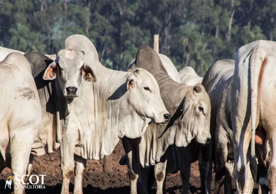 Aumento de preÃÂ§os do boi gordo em Mato Grosso, mas sinal de alerta deve ser ligado