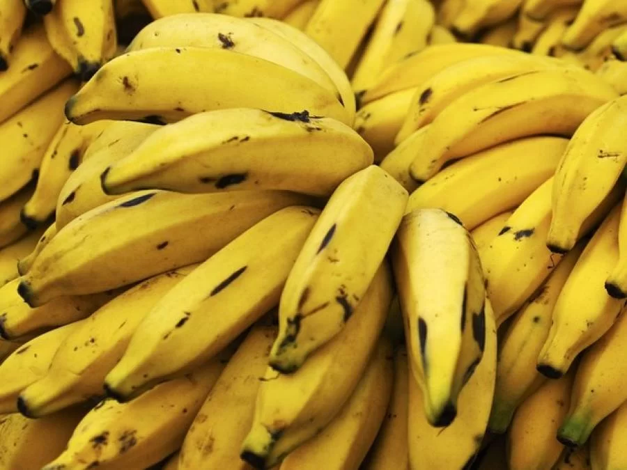 PreÃÂ§o de banana ÃÂ© passado; fruta estÃÂ¡ valendo ouro em alguns locais do paÃÂ­s