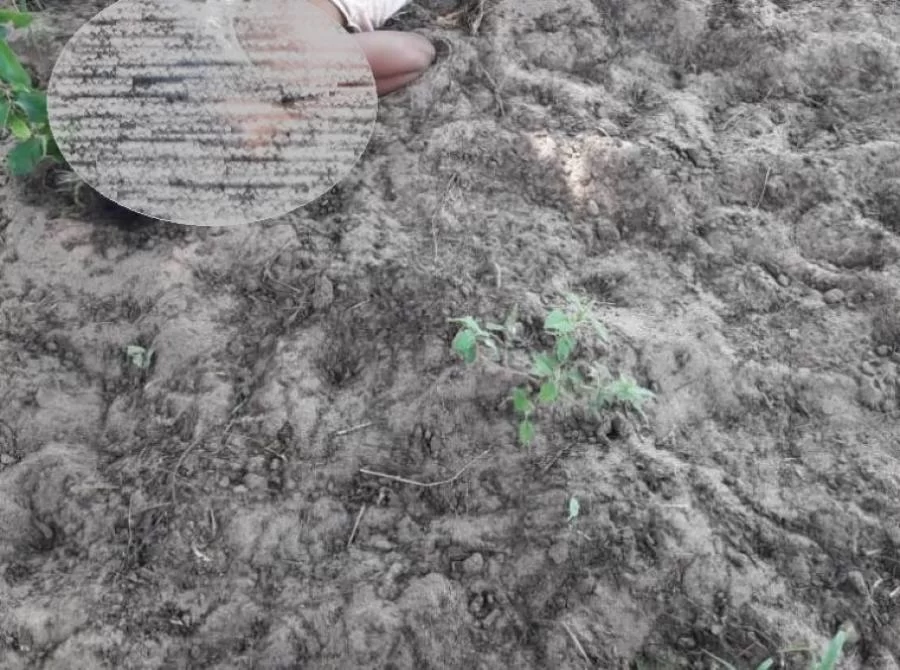 Tio ÃÂ© suspeito de matar a prÃÂ³pria sobrinha de 12 anos no norte do estado