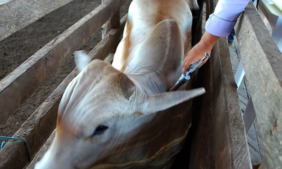Adapec retira 13 municÃÂ­pios da obrigatoriedade da vacinaÃÂ§ÃÂ£o contra raiva no Tocantins