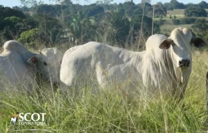 Mercado do boi gordo travado