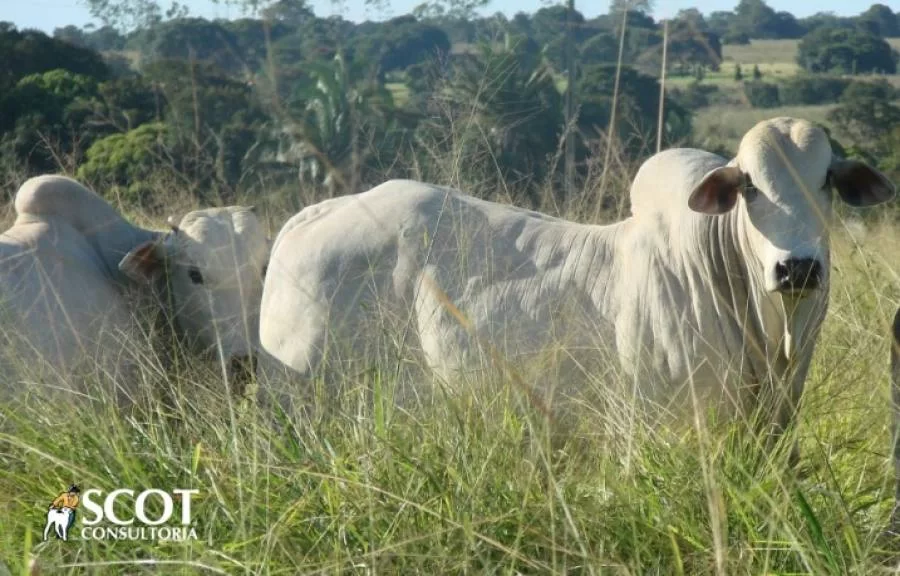 Mercado do boi gordo travado
