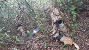 CÃÂ£o farejador da polÃÂ­cia auxilia na detenÃÂ§ÃÂ£o de homem acusado de estupro