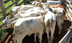 PolÃÂ­cias Civil e Militar do sudeste do Estado recuperam 15 cabeÃÂ§as de gado furtadas