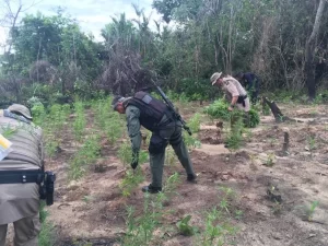 Policiais civis e militares localizam um hectare e meio de maconha em ilha no Rio Araguaia