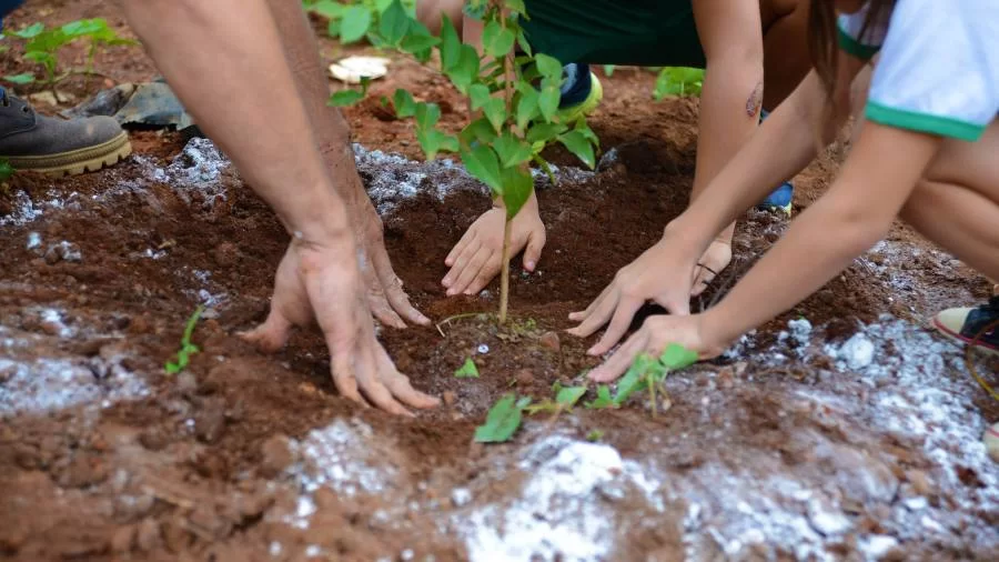 Mais de trÃªs mil mudas de ÃÂ¡rvores serÃÂ£o plantadas nas proximidades do ColÃÂ©gio Militar, em Palmas