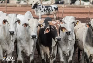 Mais uma queda no mercado atacadista de carne bovina com osso