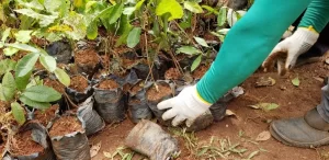 Viveiro da Capital recebe doaÃÂ§ÃÂ£o da Energisa de seis mil mudas de ÃÂ¡rvores