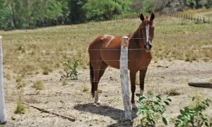 Caso de mormo ÃÂ© registrado em equino na Ilha do Bananal