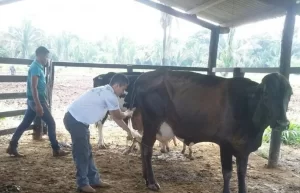 SENAR realiza curso de Trabalhador na Sanidade Animal para Bovinocultura de Leite no Assentamento PA Marina