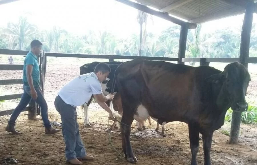 SENAR realiza curso de Trabalhador na Sanidade Animal para Bovinocultura de Leite no Assentamento PA Marina