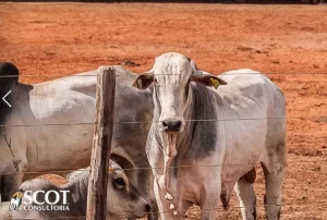 Mercado do boi gordo parado, mas atenÃÂ§ÃÂ£o ÃÂ  reduÃÂ§ÃÂ£o da oferta de boiada