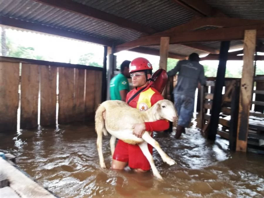 Bombeiros Militares resgatam animais e pertences de chÃÂ¡cara que ficou alagada em Araguatins