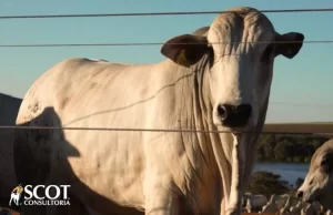 Oferta sustenta pagamentos maiores, mas alerta para demanda
