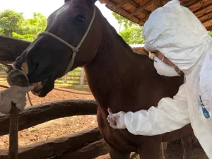 SacrifÃÂ­cio dos equÃÂ­deos diagnosticados com mormo ÃÂ© realizado em Formoso do Araguaia