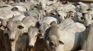 Efeito Covid-19: FrigorÃÂ­ficos sentem queda em volume de exportaÃÂ§ÃÂ£o do boi gordo para o exterior; economista prevÃª 'luz no fim do tÃÂºnel'