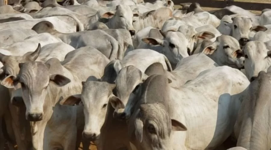 Efeito Covid-19: FrigorÃÂ­ficos sentem queda em volume de exportaÃÂ§ÃÂ£o do boi gordo para o exterior; economista prevÃª 'luz no fim do tÃÂºnel'
