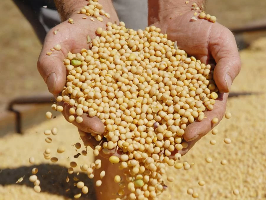 CondiÃÂ§ÃÂµes climÃÂ¡ticas favorecem a produÃÂ§ÃÂ£o de grÃÂ£os no Tocantins