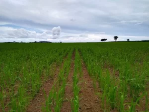 Agricultores apostam em tecnologia de plantio consorciado para conservaÃÂ§ÃÂ£o de pastagem