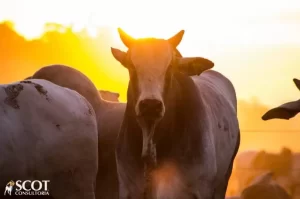 Mercado do boi gordo dÃÂ¡ indÃÂ­cios de que a entressafra se aproxima