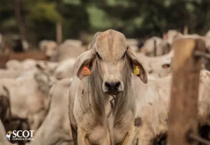 LentidÃÂ£o no mercado do boi gordo