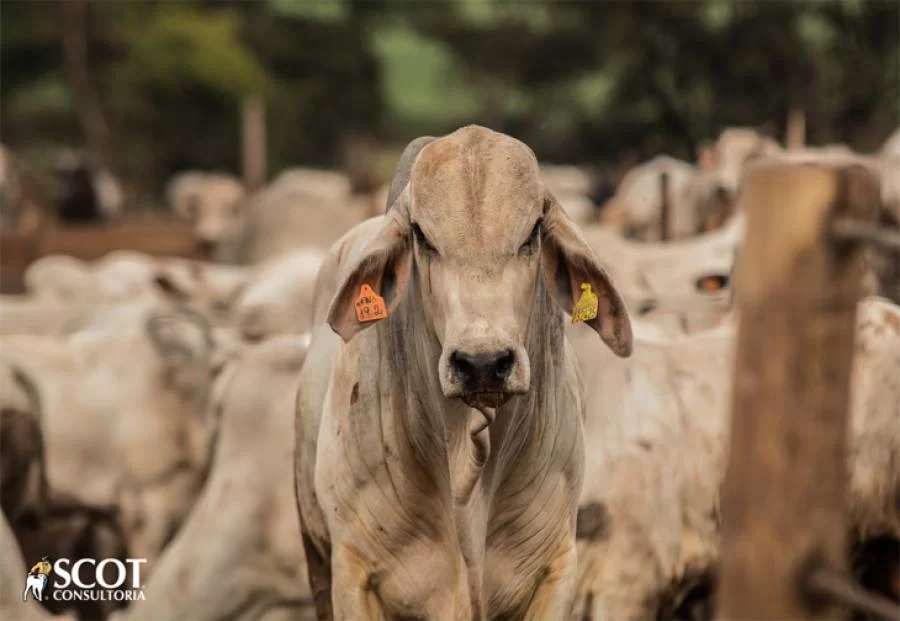 LentidÃÂ£o no mercado do boi gordo
