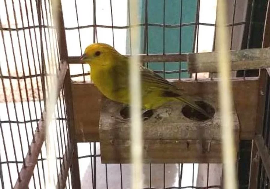 Sistema de Passeriformes registra 943 criadouros licenciados no Tocantins